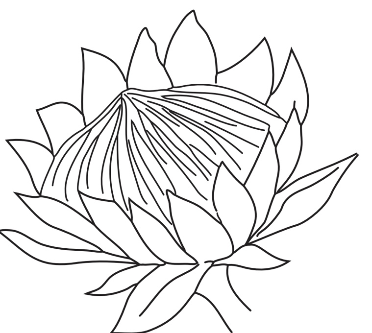 Single purple colored king protea, sketch vector illustration. Single  purple colored king protea, sketch style vector | CanStock
